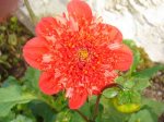Flor 1ª 2007.jpg