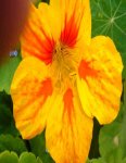 flor capuchina.jpg