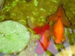 DSC00512.jpg