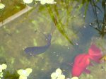 DSC00518.jpg