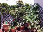 P7010060-9.jpg