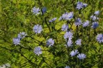 Cichorium-intybus-584.jpg