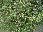 DSC00942.jpg