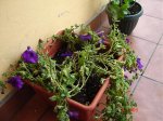 DSC00943.jpg