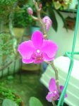 flor.jpg