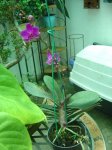 phal.jpg