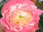 flor de begoña.jpg