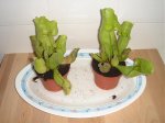FOTOS 009.jpg
