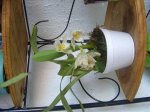 DSC01856.jpg