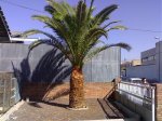 Palmera 06-07-07.jpg