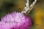 Parnassius apollo nevadensis_3_IMG_2037.jpg
