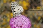 Parnassius apollo nevadensis_2_IMG_2030.jpg