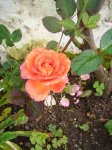 rosa pequeña mojada.jpg
