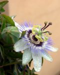 Passiflora Caerula.JPG