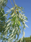 DSCN7790.gif
