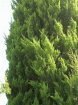 DSCN7796.gif