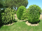 DSCN7902.gif
