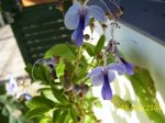 100_3593.jpg