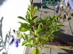 100_3595.jpg