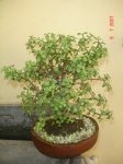 DSC06099.JPG
