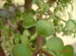 DSC06103.JPG