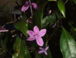 flor.jpg