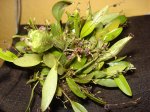 DSC03207.jpg