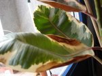 DSC07830.jpg