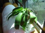 planta.jpg