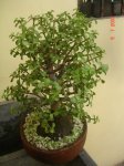 DSC06104.JPG