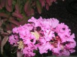 detalle flor arbusto 1-1.jpg
