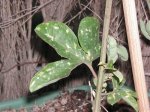 pasiflora3.jpg