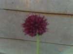 10-07-07_2201.jpg