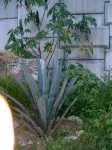 infojardin 018.jpg