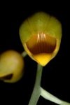 catasetum ochraceum2.jpg