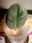 DSC00127.JPG