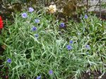 Flores azules.jpg