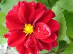Dalia roja.jpg