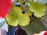 IMG_2112.jpg