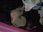 IMG_2107.jpg