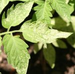 TOMATES COPIA  2.jpg