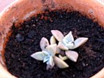 Graptopetalo, Madreperla.JPG