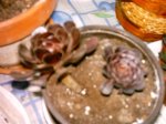 echeve alcachofa negra.jpg
