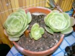 echeve alcachofa verde.jpg