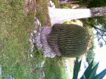 PICT0173.jpg