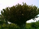 PICT0204.jpg