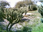 PICT0231.jpg