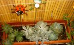 echeverias.jpg