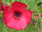 flor de lino.jpg