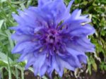 Flor azul.jpg